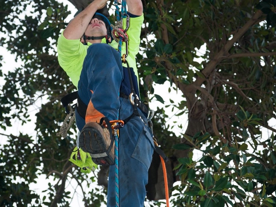 Qualified arborist working in a mature tree during an Enviro Trees UK survey in Essex