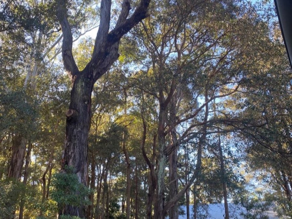 Mature trees in Essex parkland with a property visible in the background